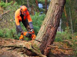 Mulching Services in Comanche, OK